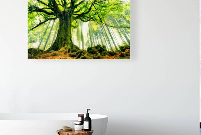 Ponthus' Beech by 1x