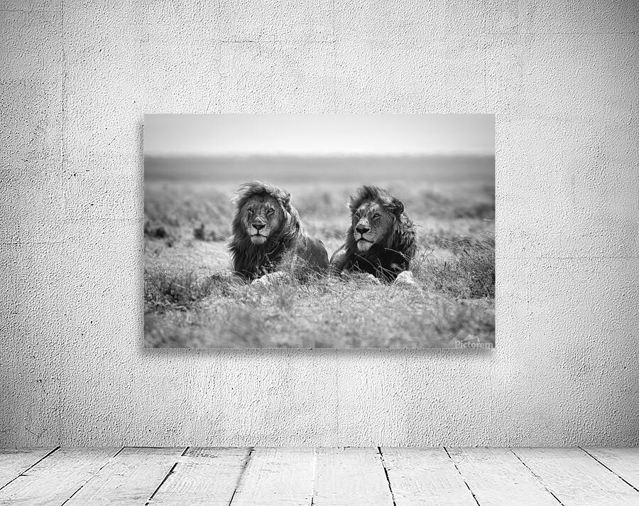 Two kings Wall Preview