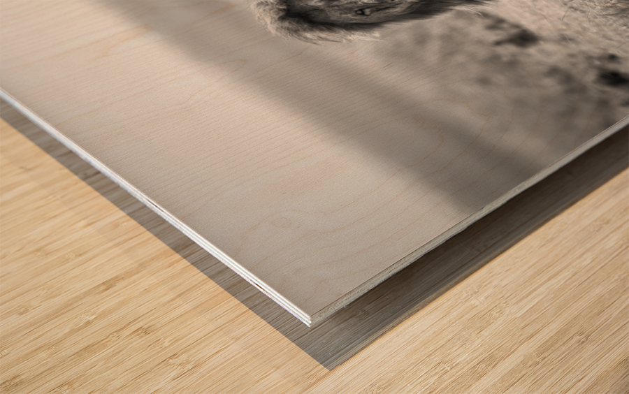 Two kings Wood print