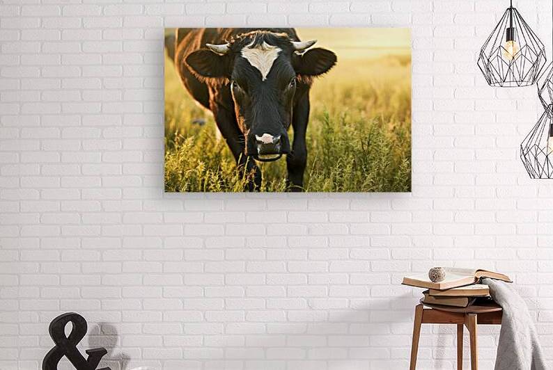 A close up view of a black cow with a white patch by Romeu Hurmuzache