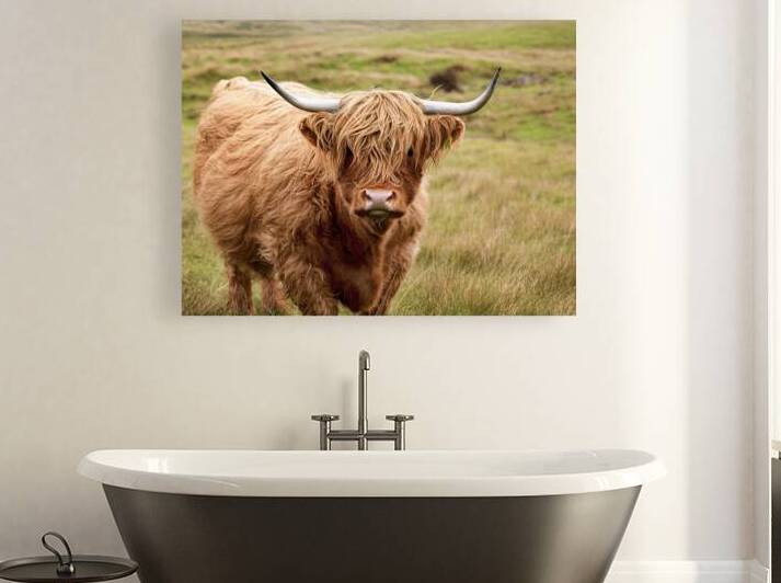 A Highland cow characterized by its long wavy gol by Romeu Hurmuzache