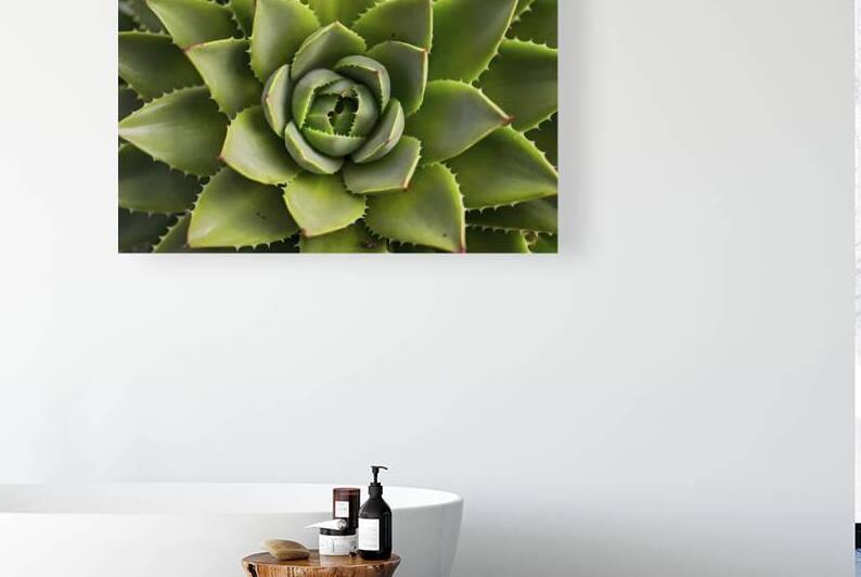 A close up view of a succulent plant specifically by Romeu Hurmuzache