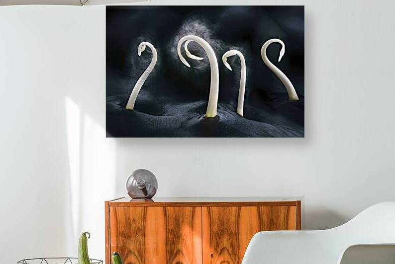 Three slender white stems emerging from a dark ba by Romeu Hurmuzache