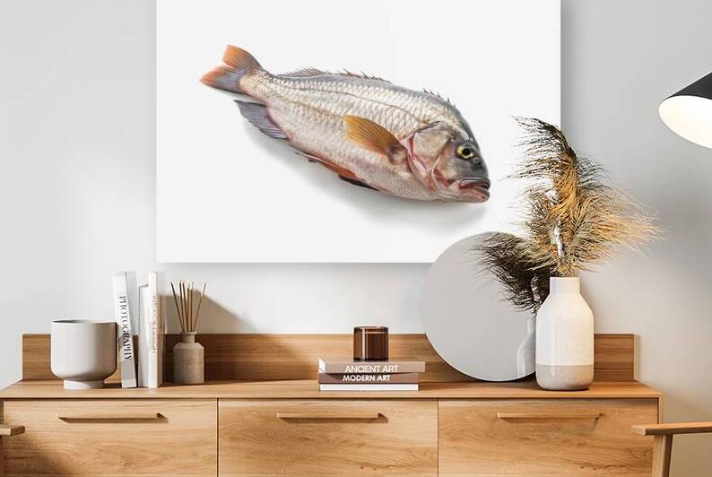 Black Tilapia or Tilapia on white background 2.jp by Romeu Hurmuzache
