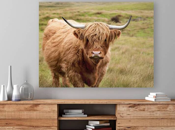 A Highland cow characterized by its long wavy gol by Romeu Hurmuzache