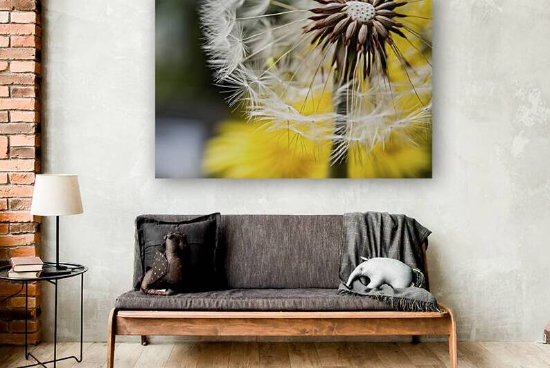A close up view of dandelion seeds also known as by Romeu Hurmuzache