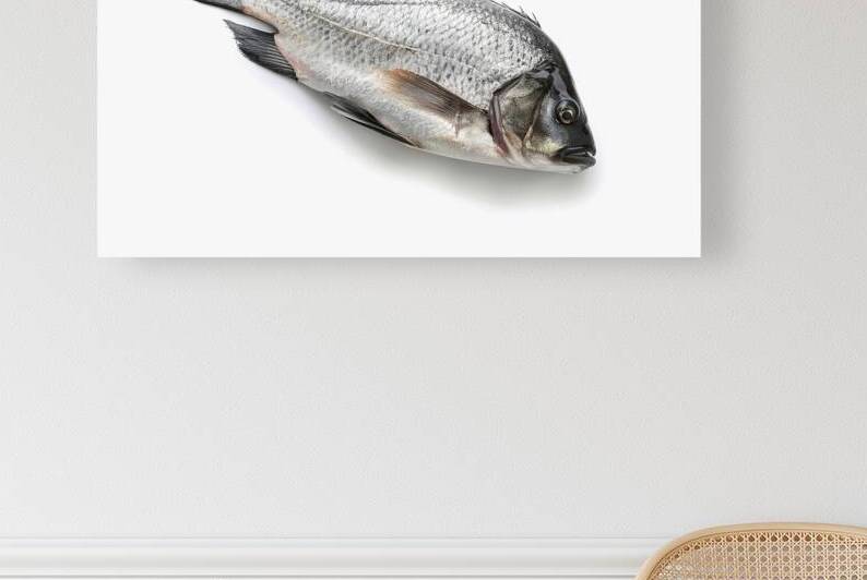 Black Tilapia or Tilapia on white background 3.jp by Romeu Hurmuzache