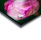 Sunkissed Pond Lily   Acrylic print