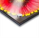 Fiery Fiesta Daisy  Acrylic print