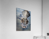 Gator Cruising  Acrylic Print