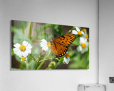 Gulf Fratillary Acrylic Print