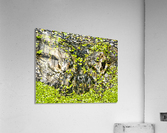 The Staredown Acrylic Print