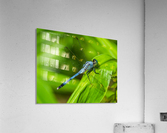 Blue Dragonfly Acrylic Print