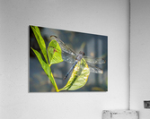 On Crystal Wings Acrylic Print