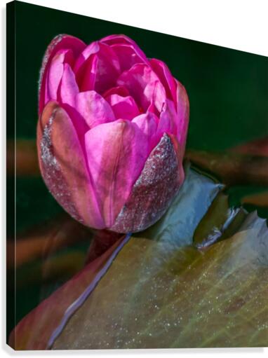 Sunkissed Pond Lily   Canvas Print