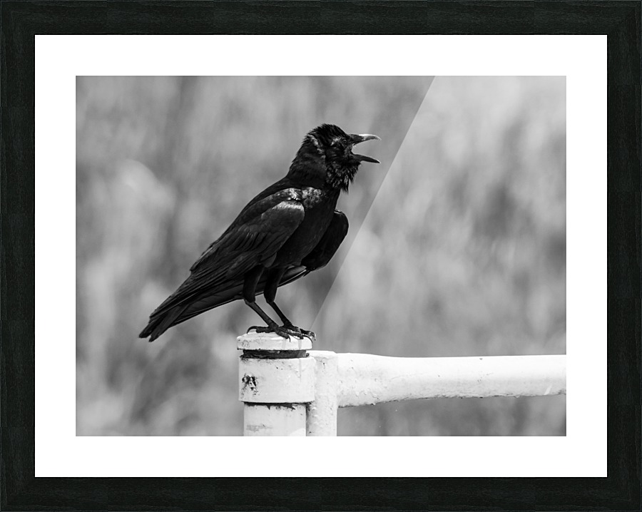 The Ravens Call Picture Frame print