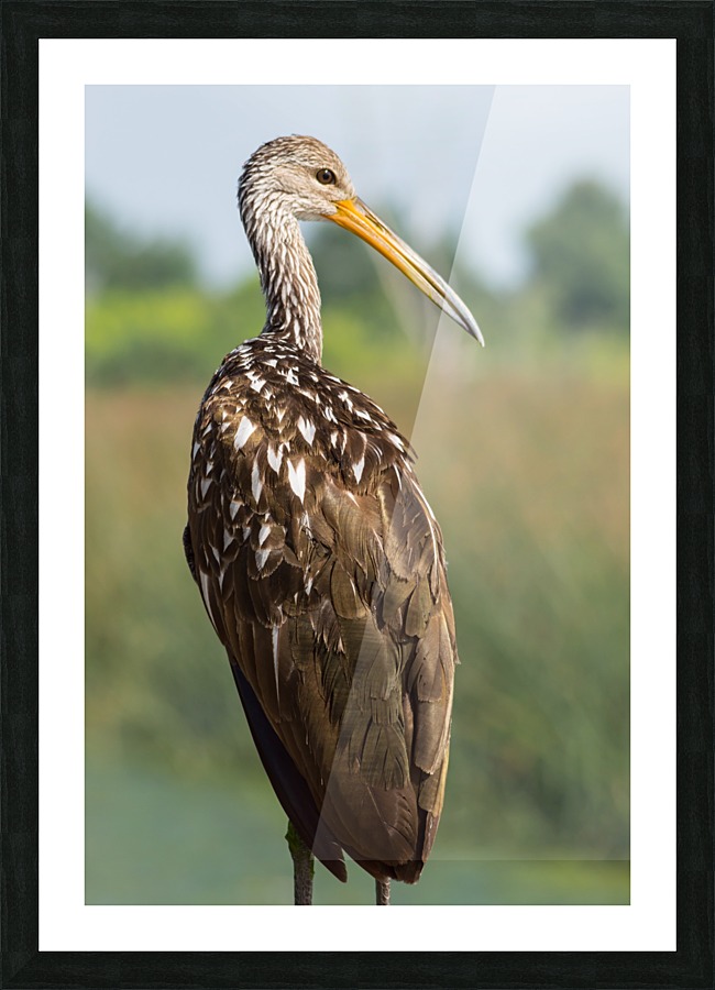 Wetland Watcher Picture Frame print