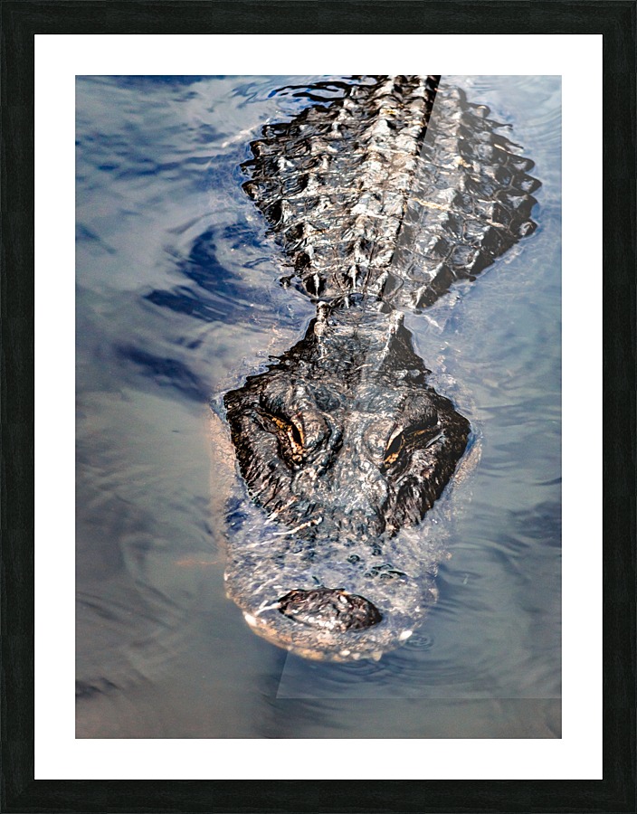 Gator Cruising  Picture Frame print