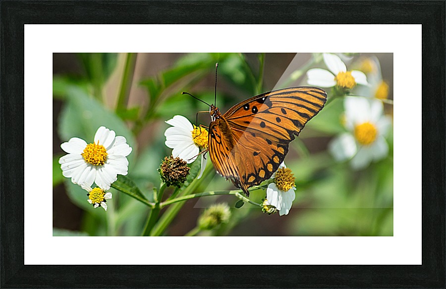 Gulf Fratillary Picture Frame print