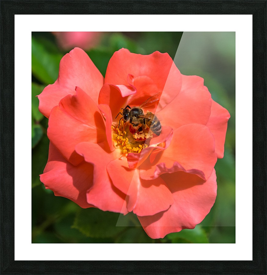 Bee on Flower Close up  Picture Frame print