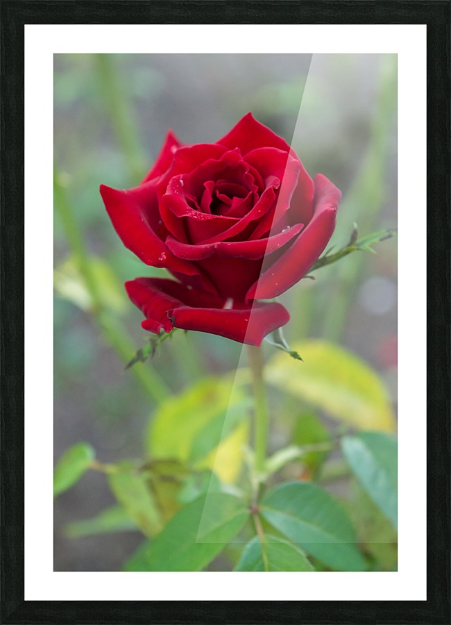 Misty Red Rose  Picture Frame print