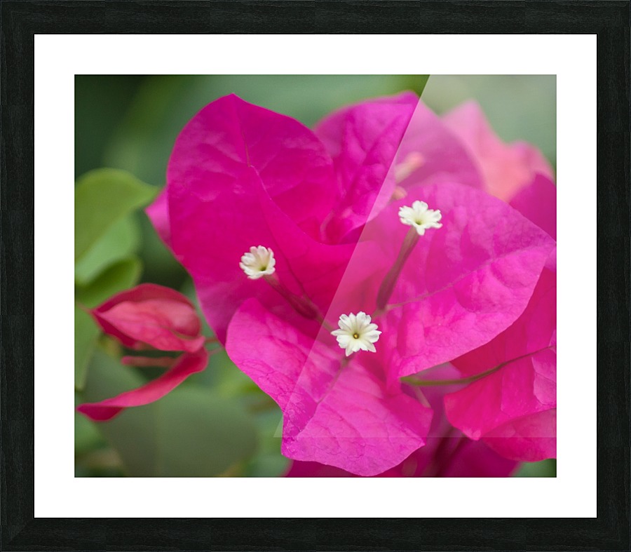 Azalea Bloom Picture Frame print