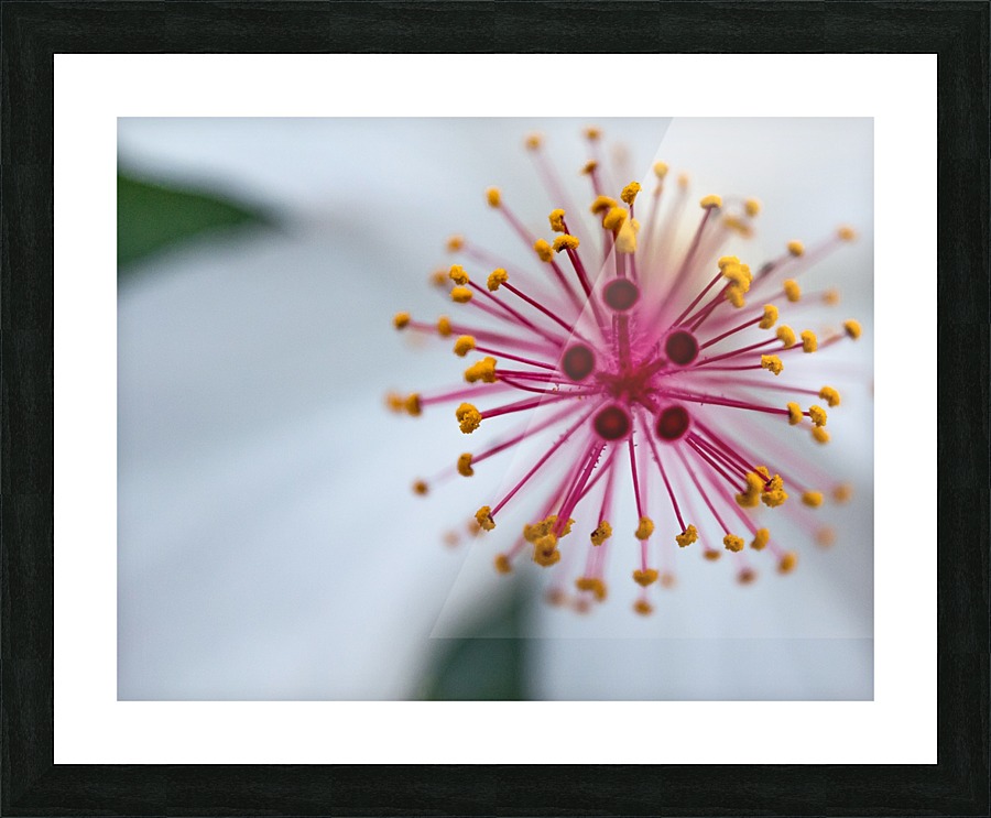 Botanical Intricacies  Picture Frame print