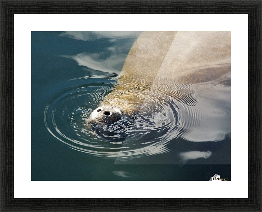 Up for Air  Picture Frame print