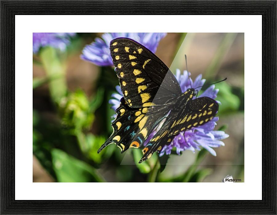 Black Swallowtail  Picture Frame print