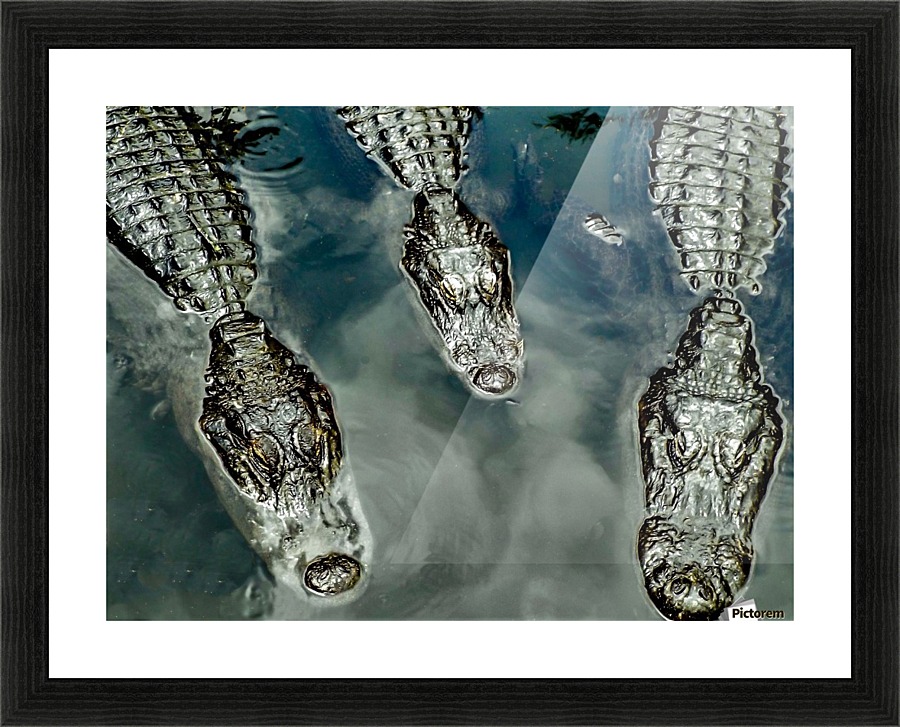 Triple Threat  Picture Frame print