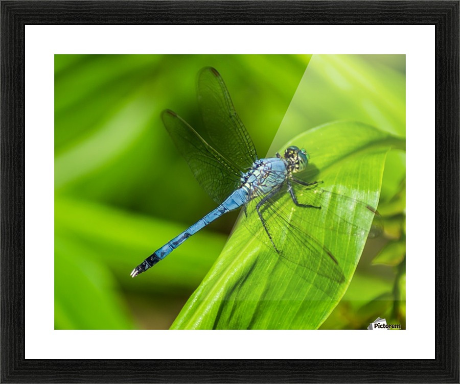 Blue Dragonfly Picture Frame print