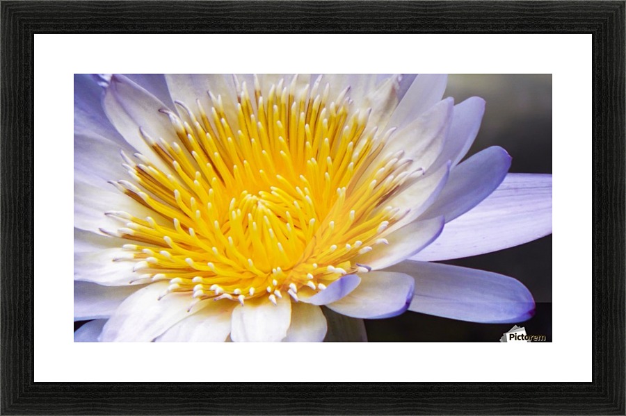 Nymphaea Picture Frame print