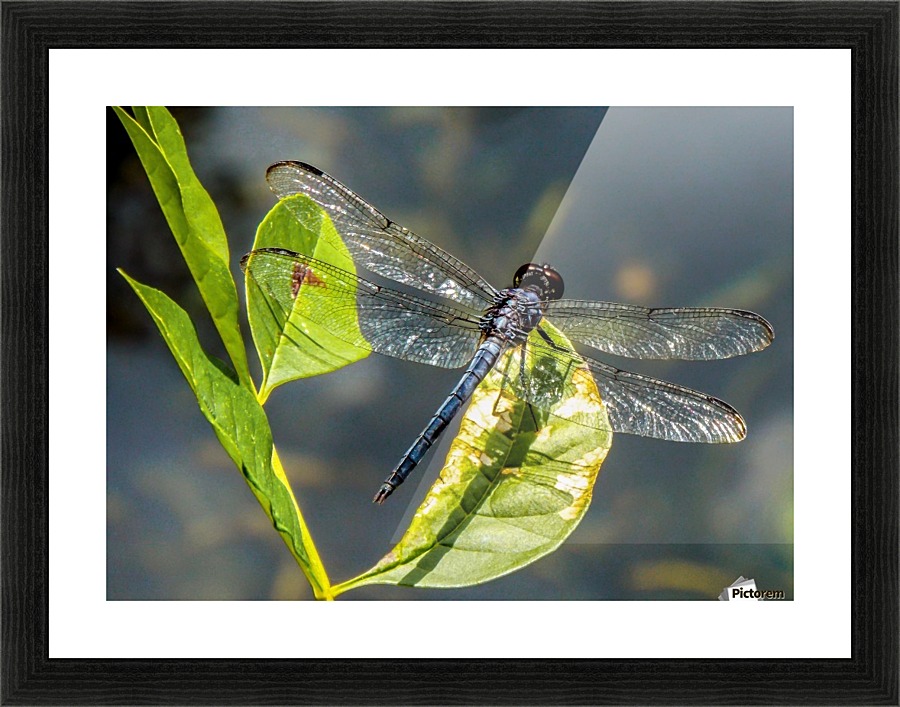 On Crystal Wings Picture Frame print