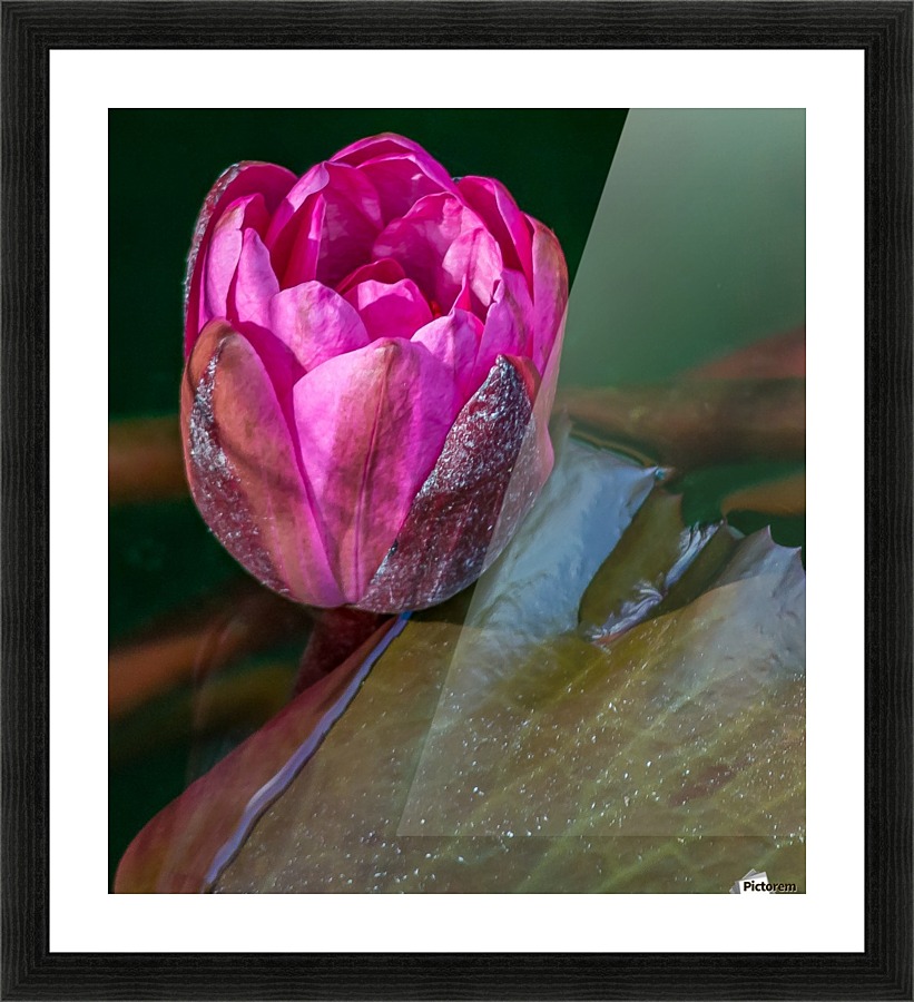 Sunkissed Pond Lily   Picture Frame print