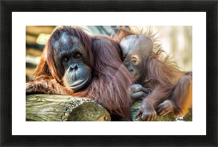 Attachment  Picture Frame print