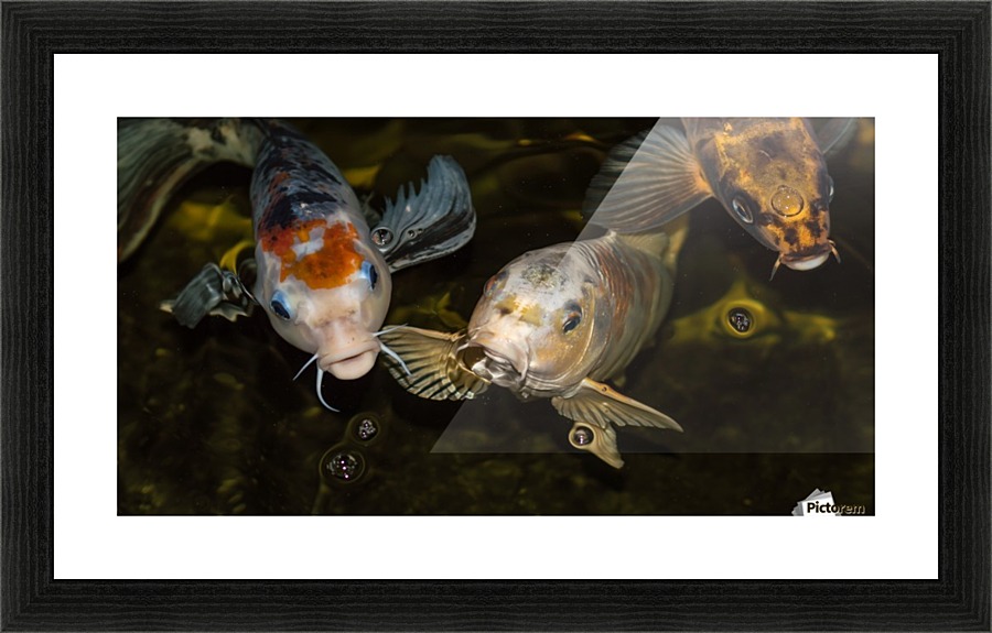 Koi Rising  Picture Frame print