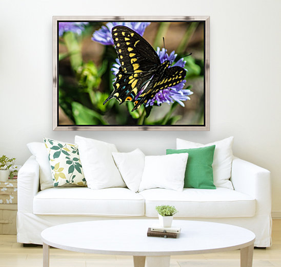 Black Swallowtail  Reproduction