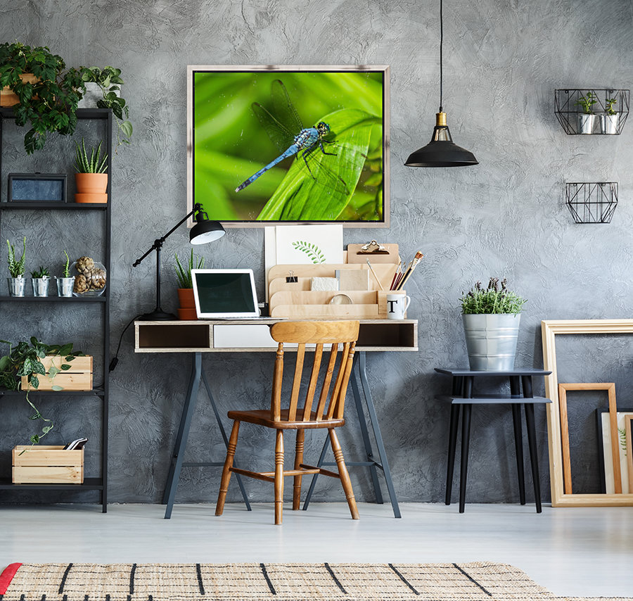 Blue Dragonfly Reproduction