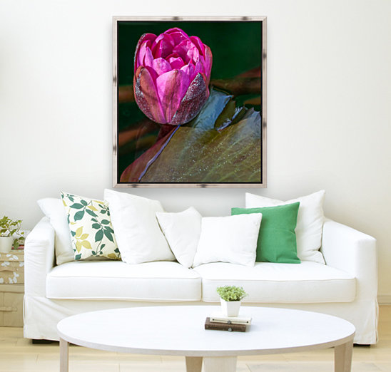 Sunkissed Pond Lily   Reproduction