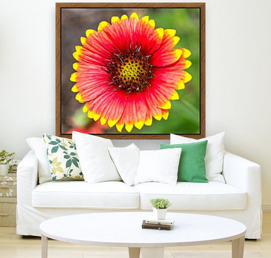 Fiery Fiesta Daisy  Reproduction