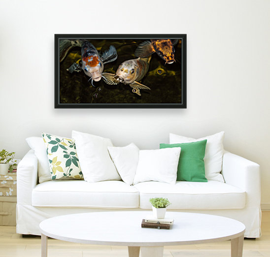 Koi Rising  Reproduction