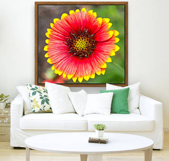 Fiery Fiesta Daisy  by Melody Rossi