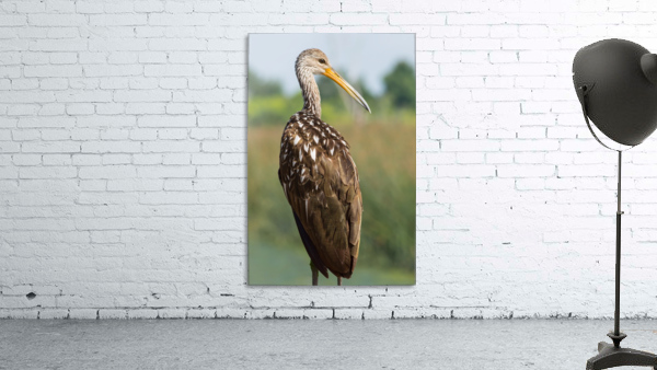 Wetland Watcher Wall Preview