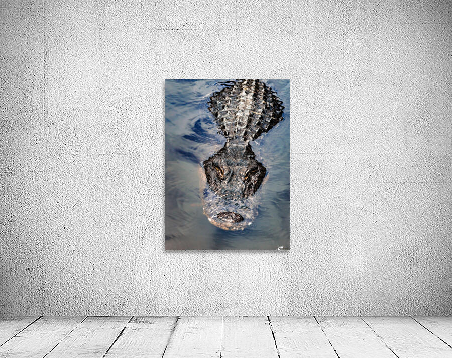 Gator Cruising  Wall Preview