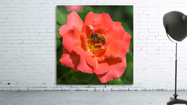 Bee on Flower Close up  Wall Preview