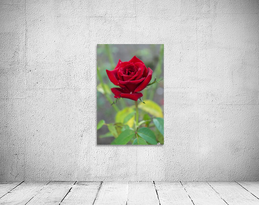 Misty Red Rose  Wall Preview