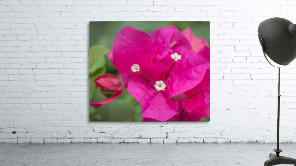 Azalea Bloom Wall Preview