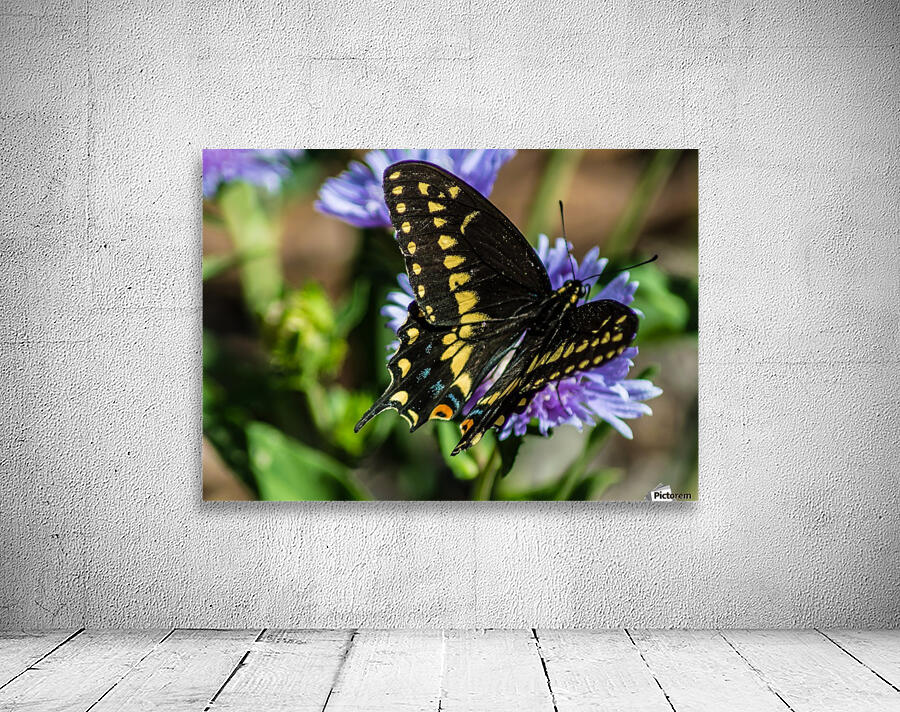 Black Swallowtail  Wall Preview