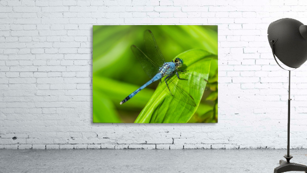 Blue Dragonfly Wall Preview
