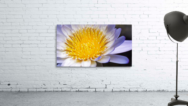 Nymphaea Wall Preview